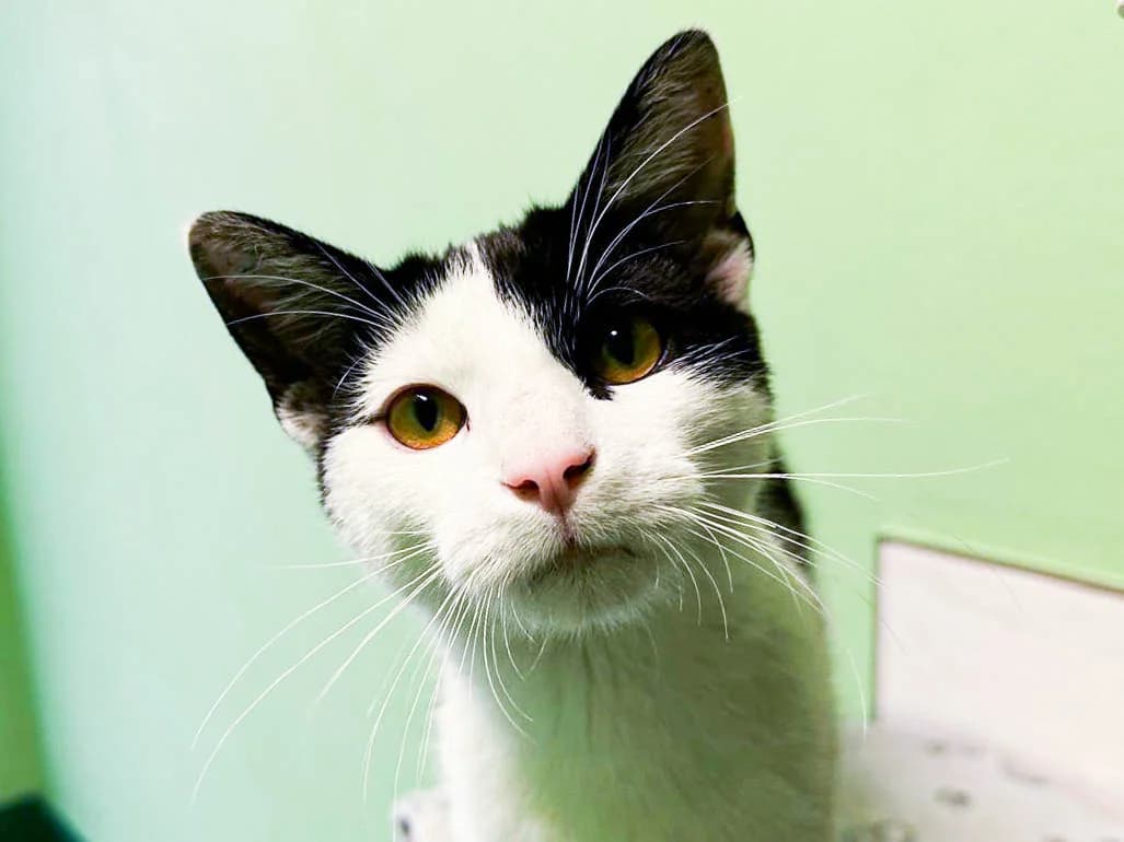 Rainer, schwarz-weiß male European Shorthair for adoption at Tierschutzverein Bad Mergentheim