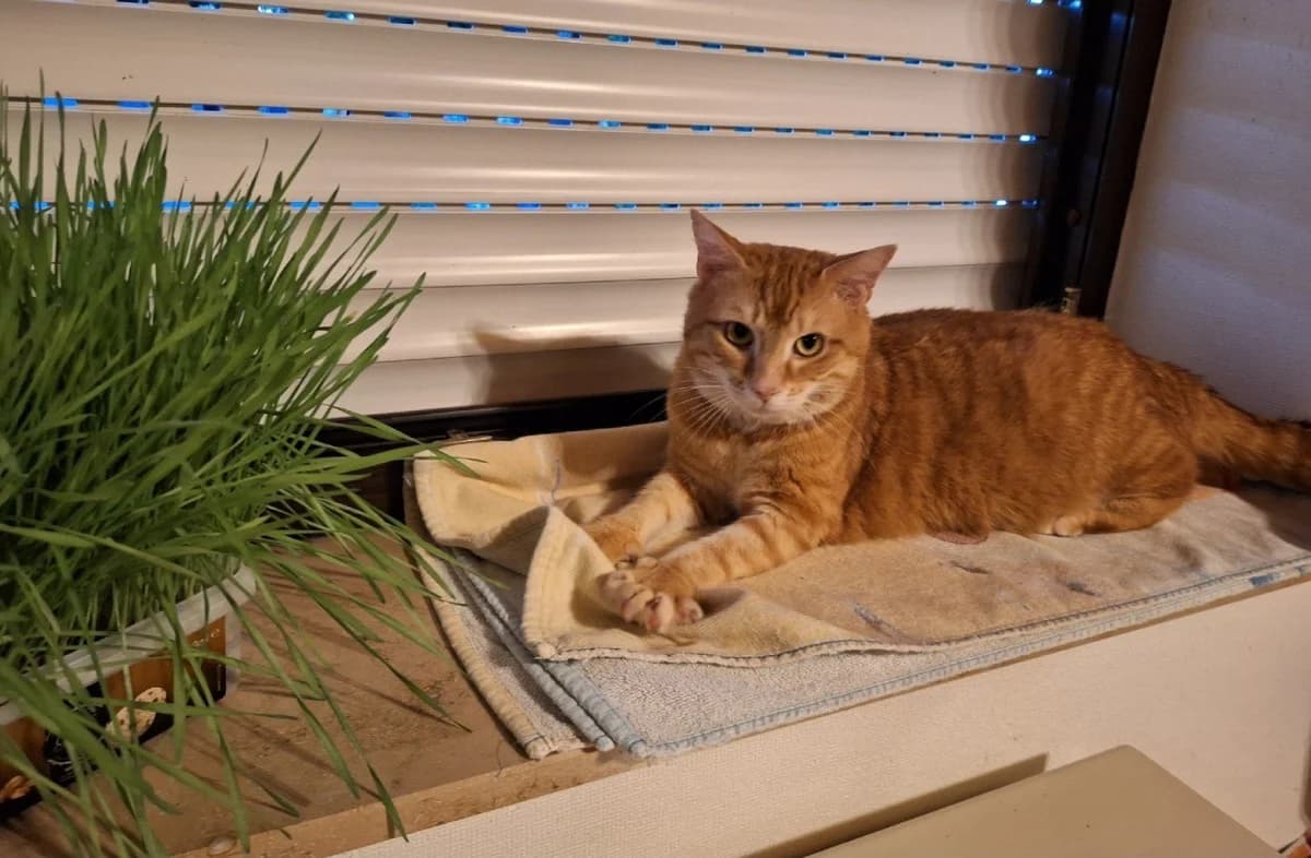 Rudi, rot male 4yo European Shorthair for adoption at Tierschutzverein Bad Mergentheim