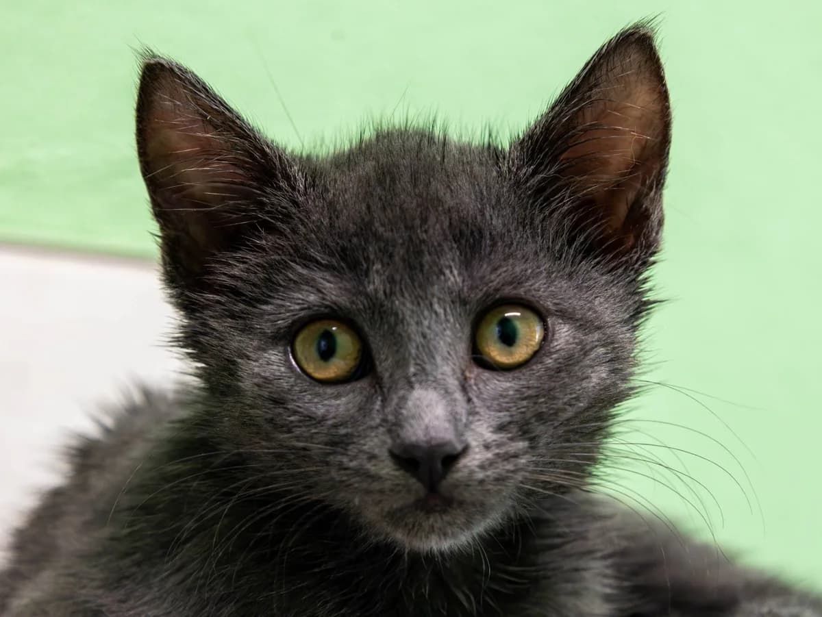 Sabea, grau female European Shorthair for adoption at Tierschutzverein Bad Mergentheim