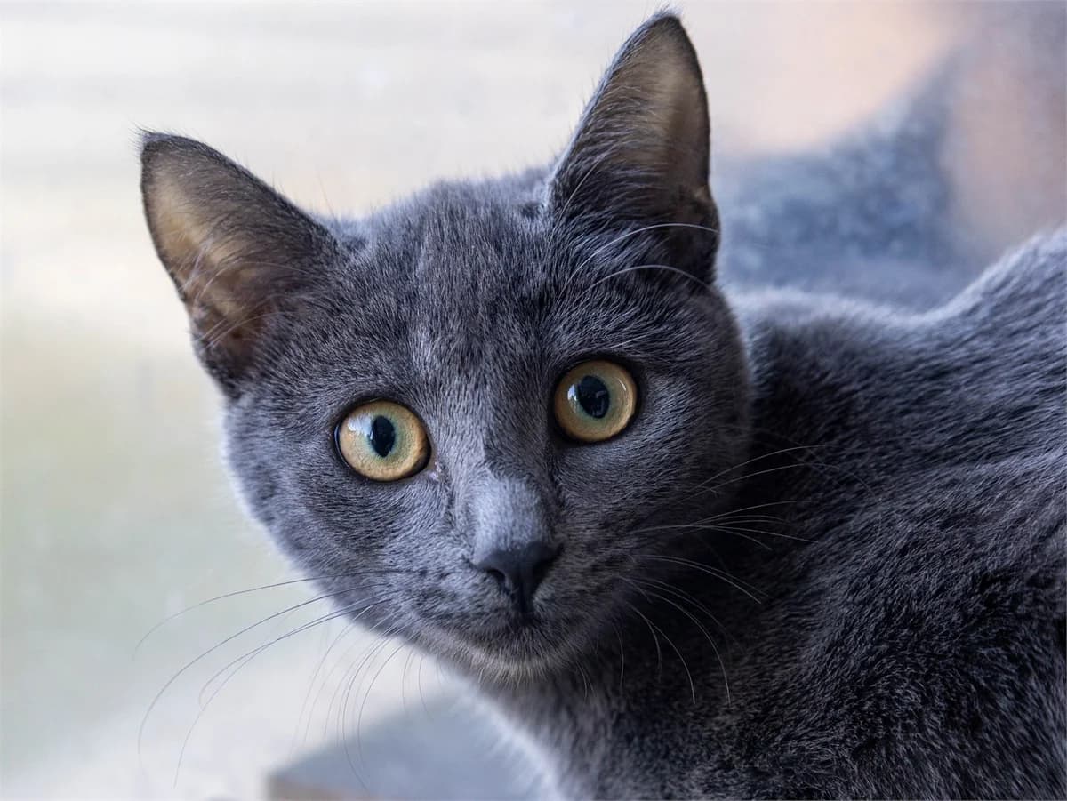 Sabea, grau female European Shorthair for adoption at Tierschutzverein Bad Mergentheim