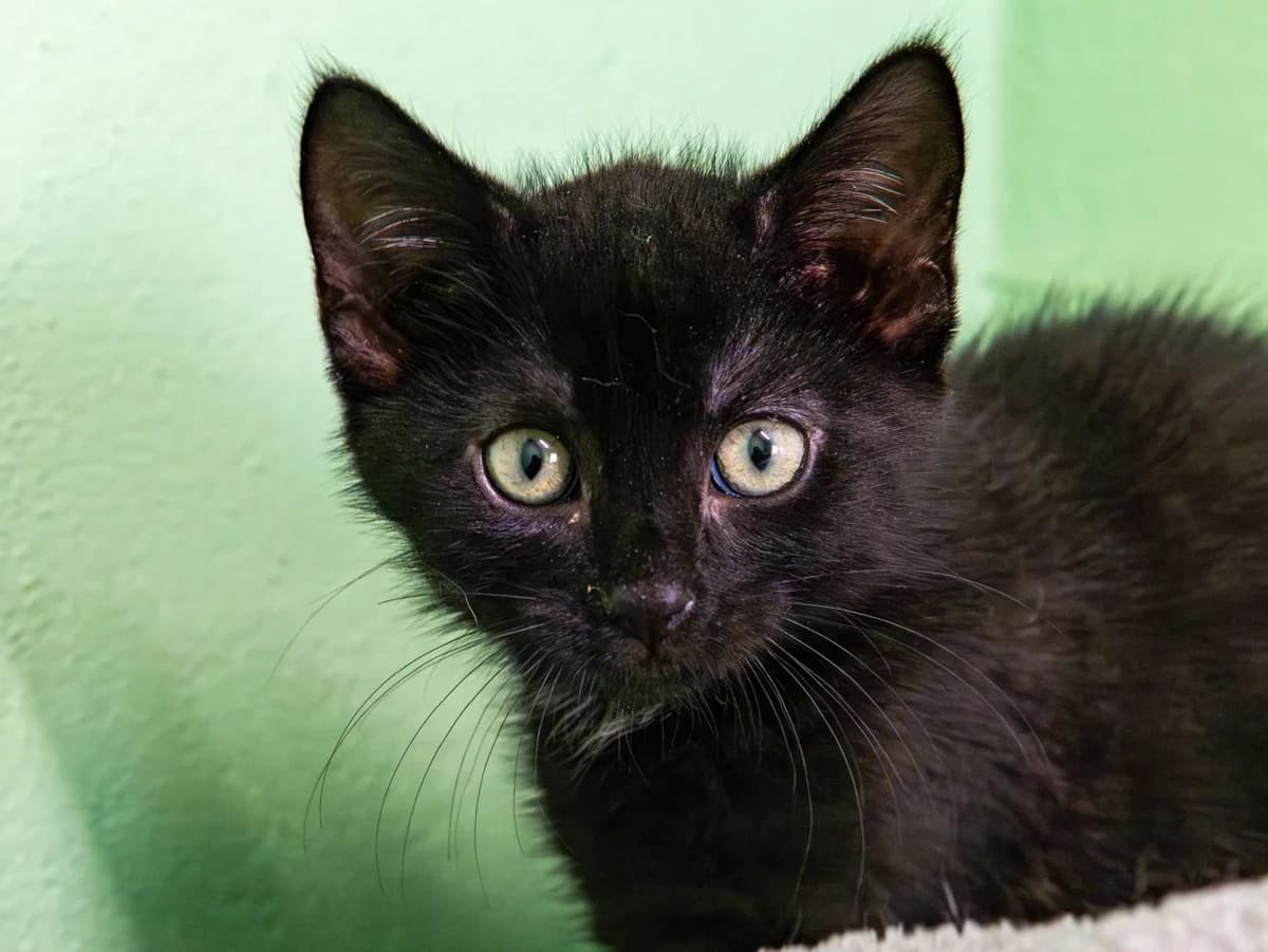 Sascha, schwarz male European Shorthair for adoption at Tierschutzverein Bad Mergentheim