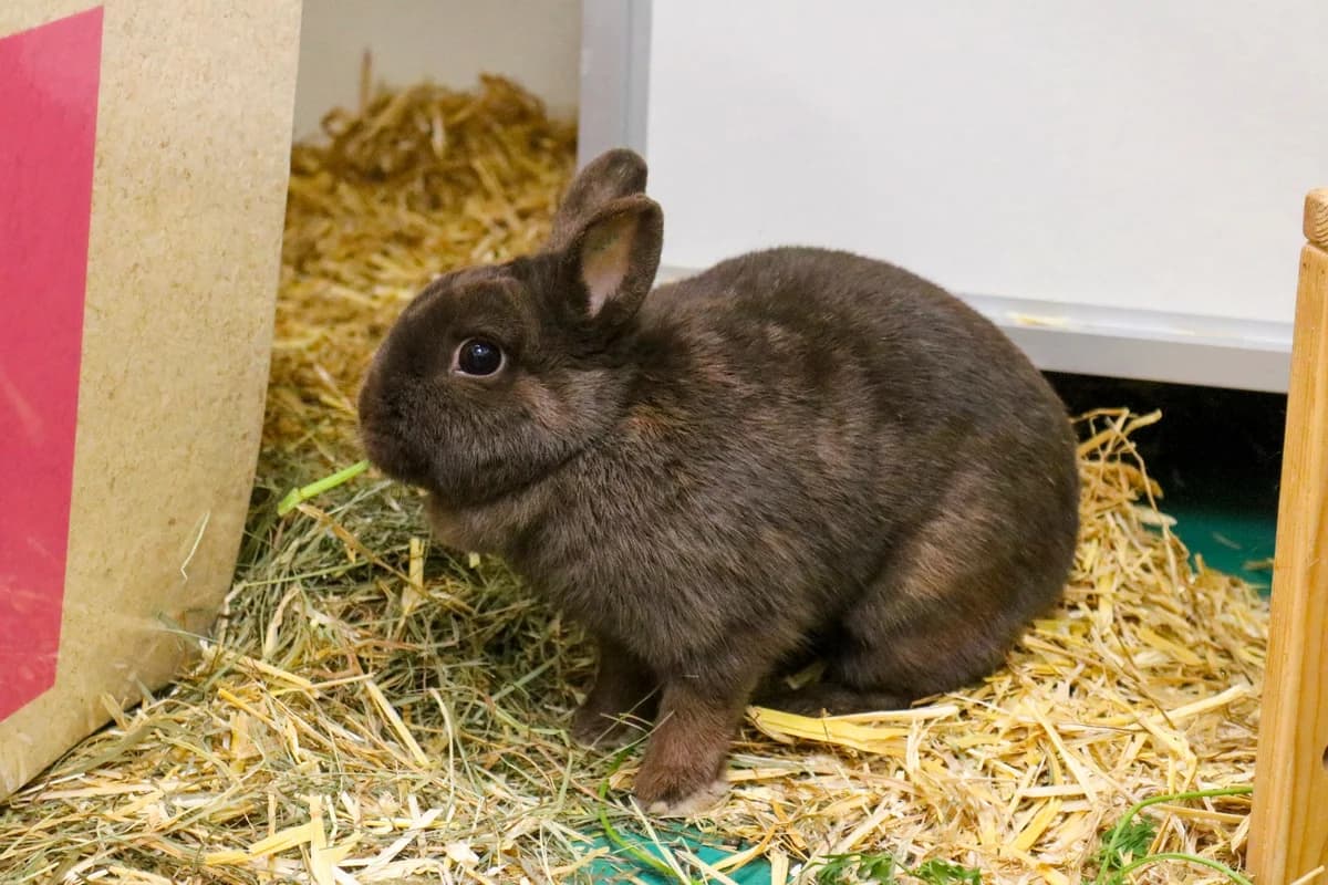 Schoko, braun male mixed breed for adoption at Tierschutzverein Bad Mergentheim