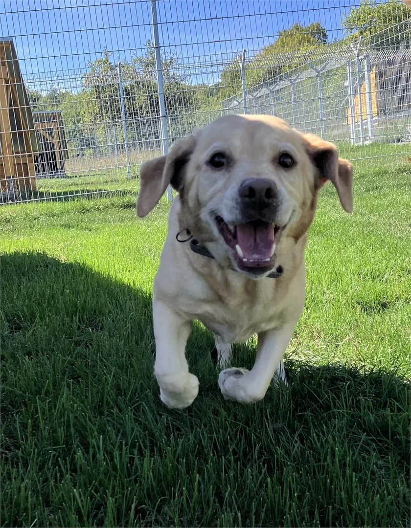 Shanti, female 6yo Labrador Retriever for adoption at Tierschutzverein Bad Mergentheim