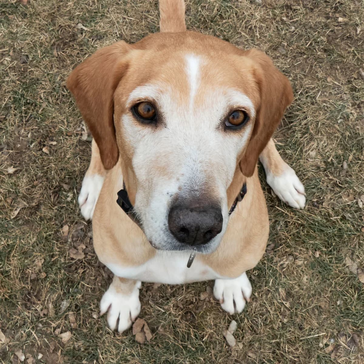 Simon, male 4yo Mixed Breed for adoption at Tierschutzverein Bad Mergentheim
