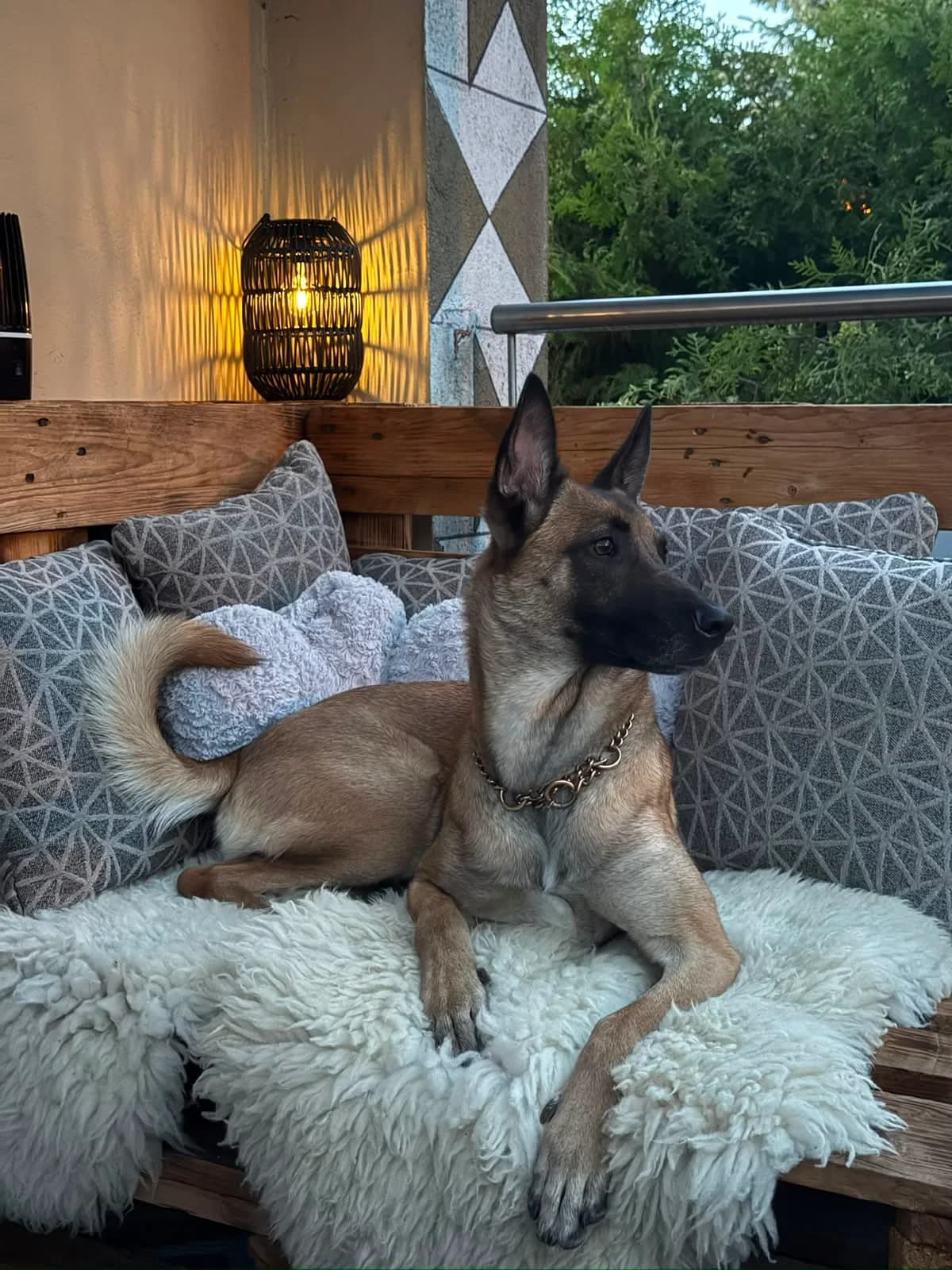 Skadi, female young Belgian Malinois for adoption at Tierschutzverein Bad Mergentheim