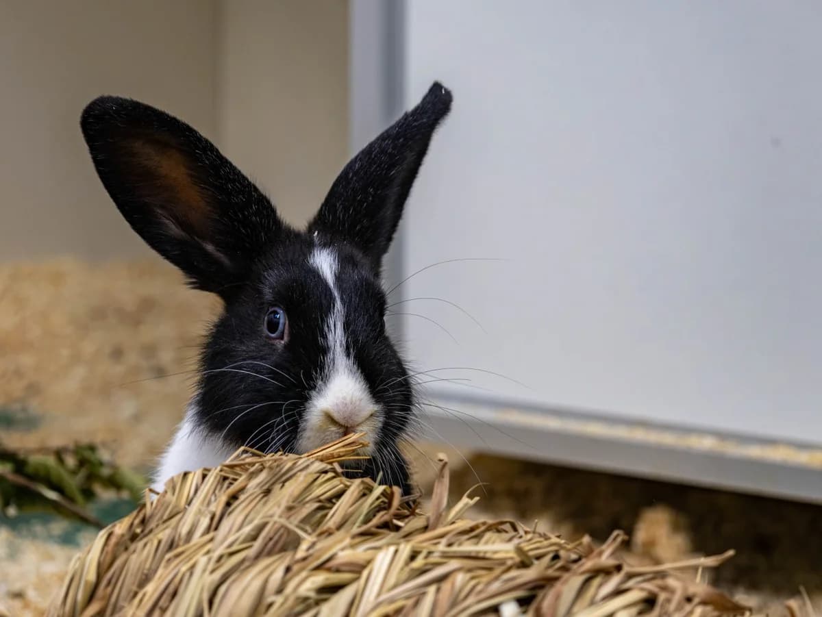 Smartie, schwarz-weiß male mixed breed for adoption at Tierschutzverein Bad Mergentheim