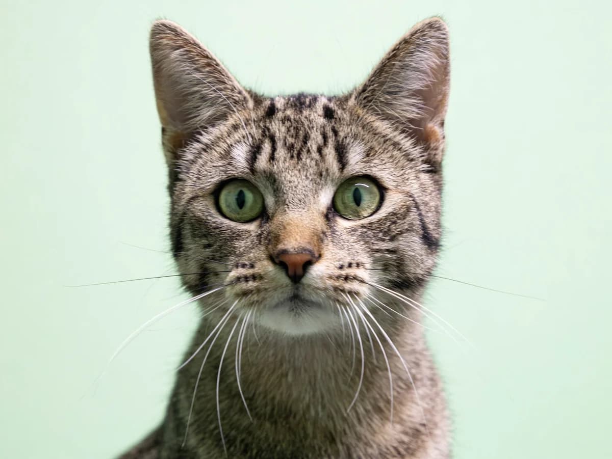 Smilla, brauntiger female European Shorthair for adoption at Tierschutzverein Bad Mergentheim