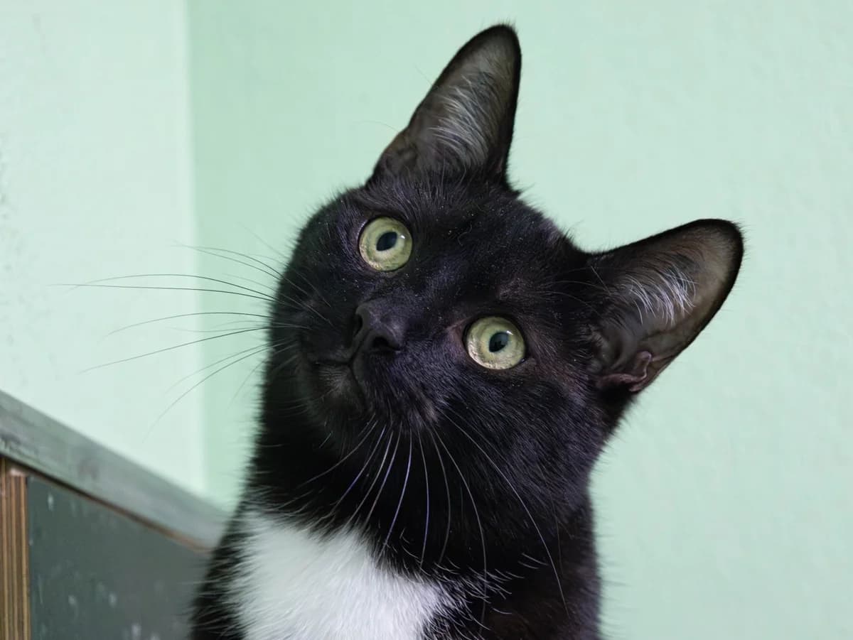 Steffen, schwarz male European Shorthair for adoption at Tierschutzverein Bad Mergentheim