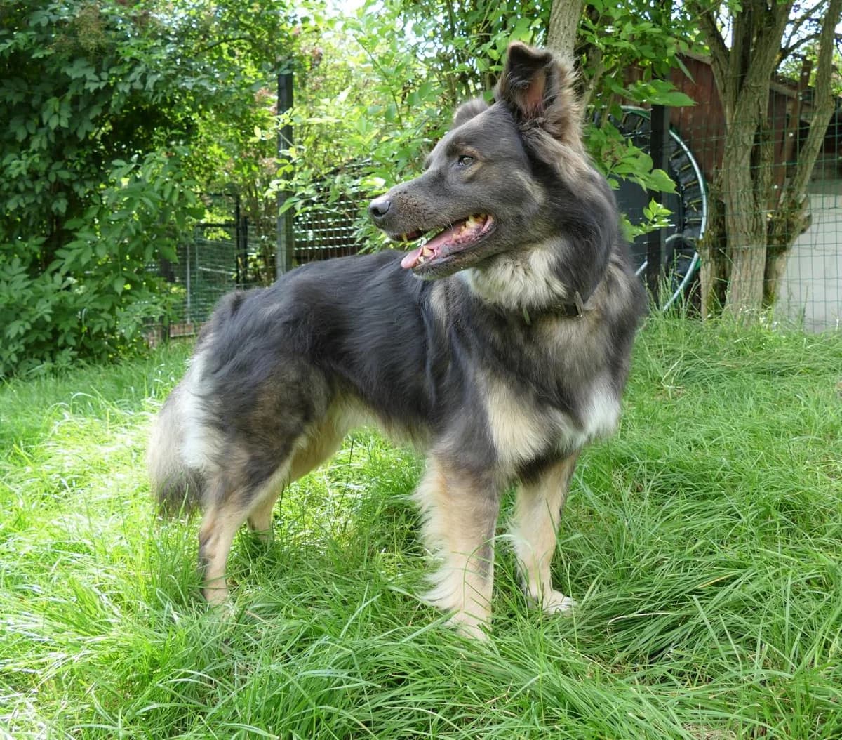 Tamour, male Mixed Breed for adoption at Tierschutzverein Bad Mergentheim