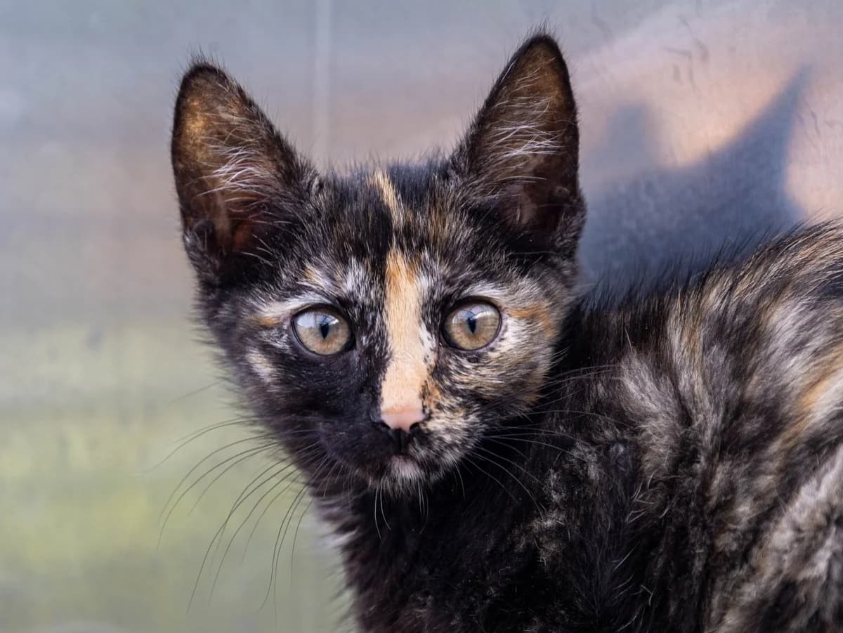 Tanya, schildpatt female European Shorthair for adoption at Tierschutzverein Bad Mergentheim