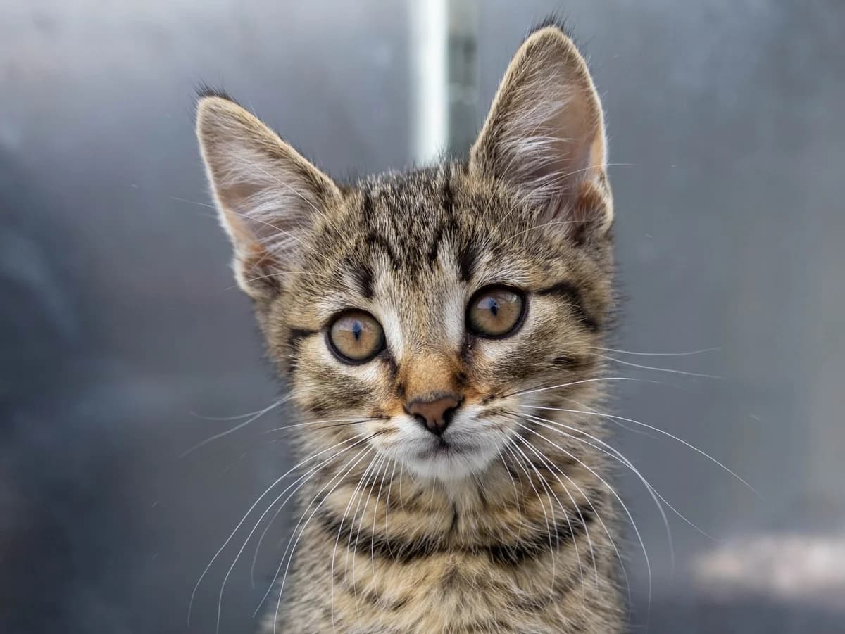 Taru, brauntiger male European Shorthair for adoption at Tierschutzverein Bad Mergentheim