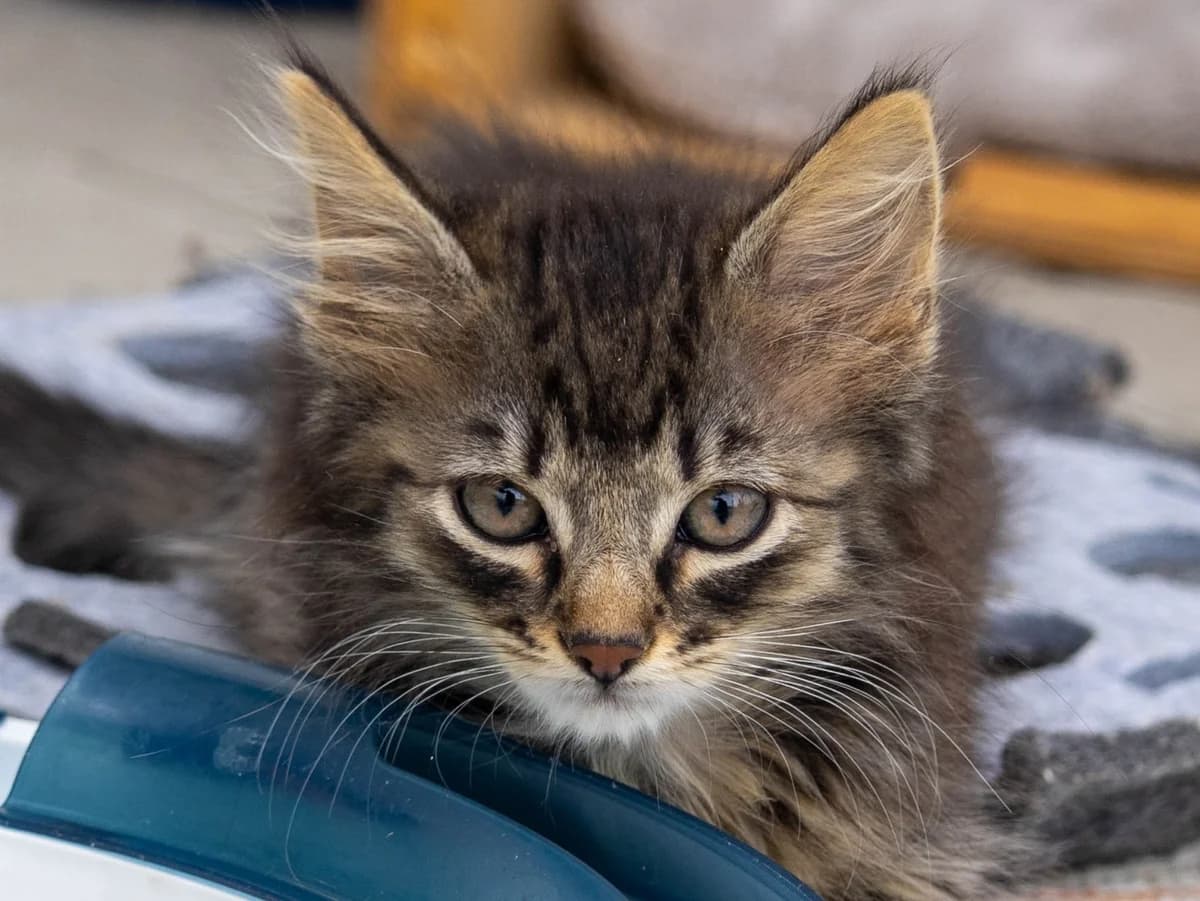 Timothy, brauntiger langhaar male European Shorthair for adoption at Tierschutzverein Bad Mergentheim