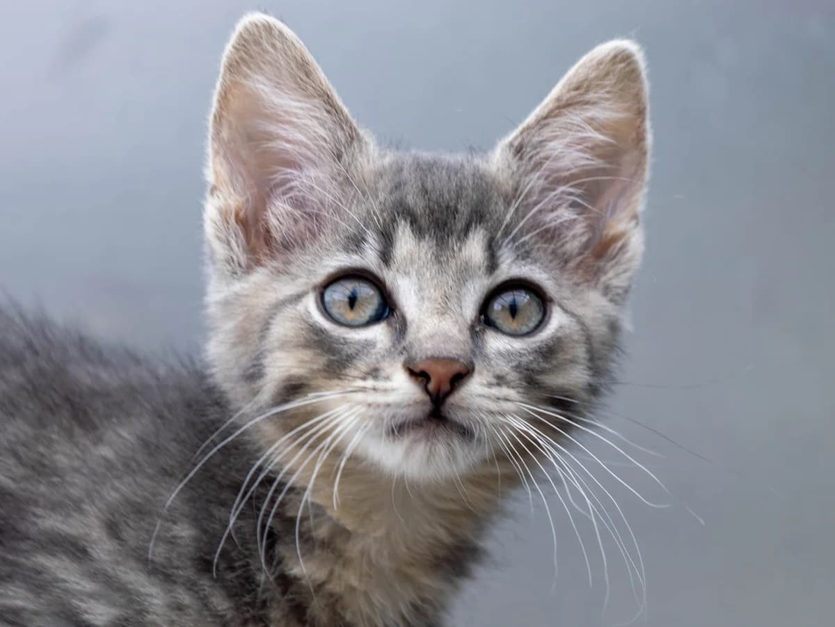 Tristan, silbergrau male European Shorthair for adoption at Tierschutzverein Bad Mergentheim