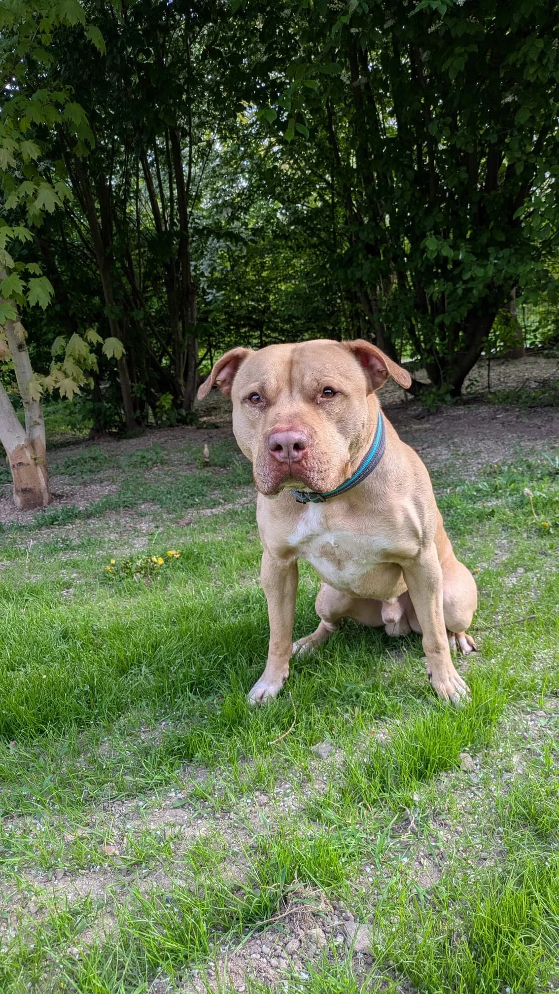Ace IGListenhunde, male puppy Mixed Breed for adoption at Tierschutzverein Minden e.V., Minden