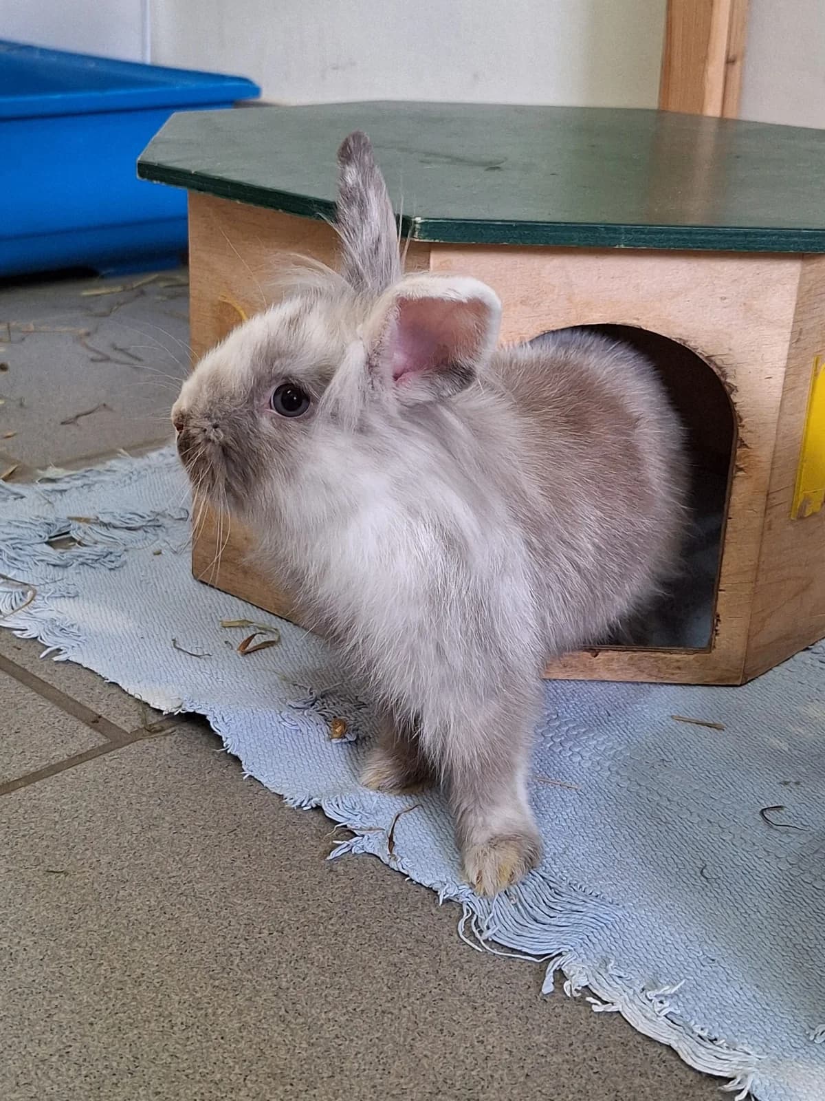 Änni, Mixed Breed for adoption at Tierschutzverein Minden e.V., Minden