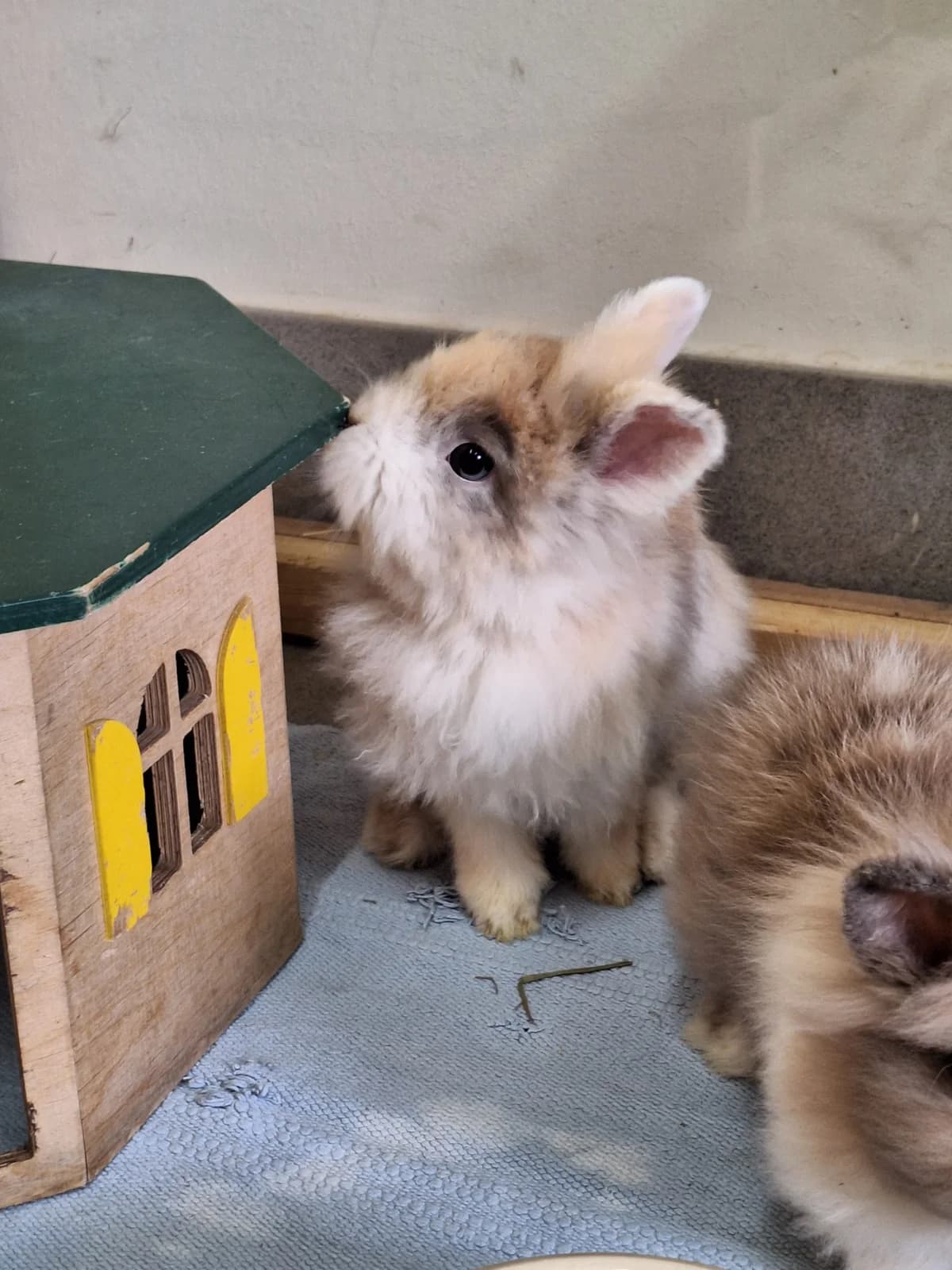 Ärende, Mixed Breed for adoption at Tierschutzverein Minden e.V., Minden