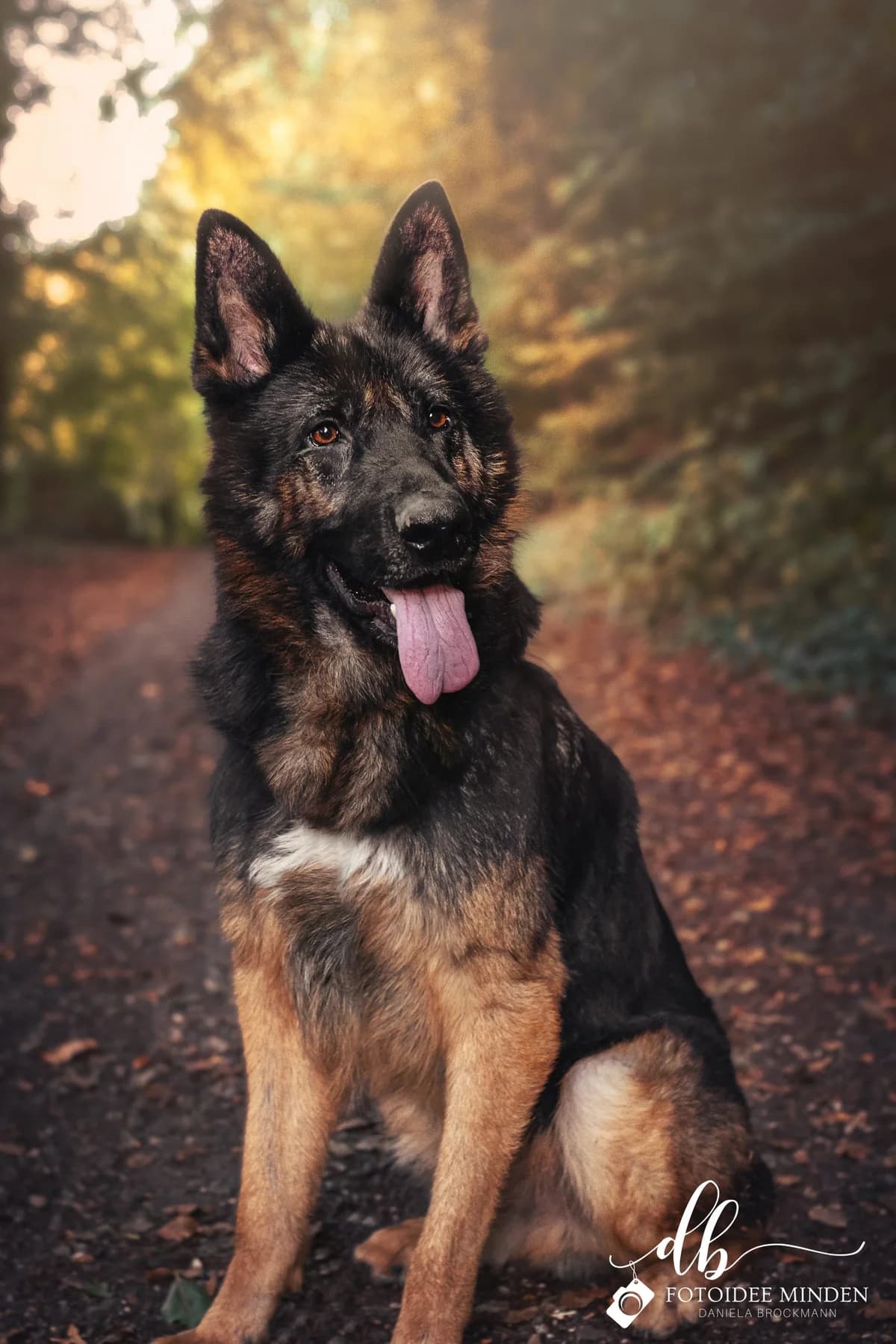 Akiro, Mixed Breed for adoption at Tierschutzverein Minden e.V., Minden