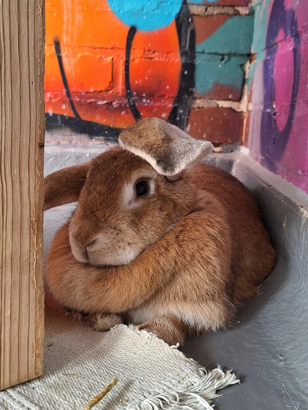 Amarula, Mixed Breed for adoption at Tierschutzverein Minden e.V., Minden