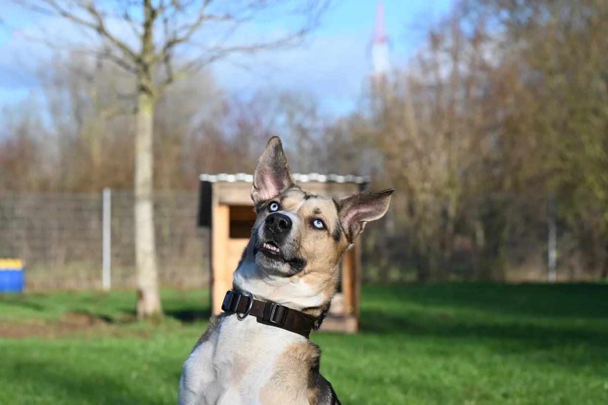 Aris, male Mixed Breed for adoption at Tierschutzverein Minden e.V., Minden