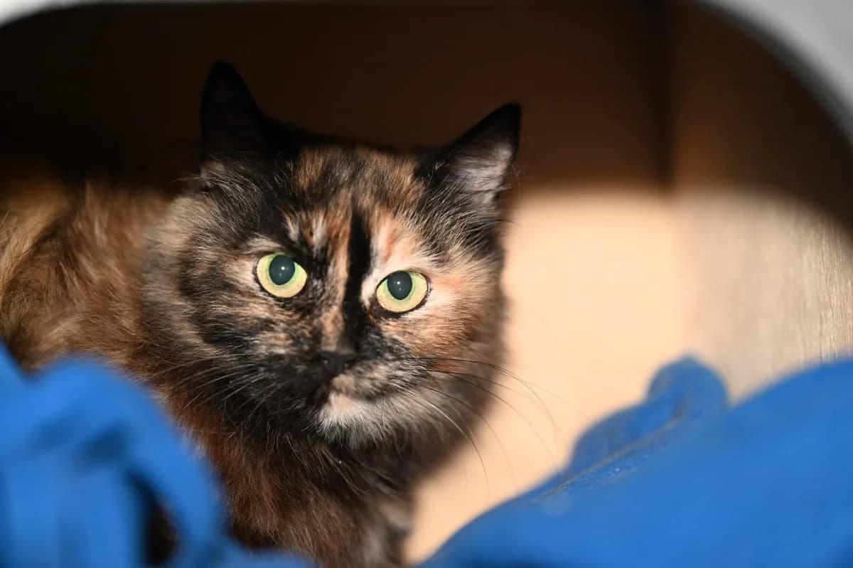 Azula, Mixed Breed for adoption at Tierschutzverein Minden e.V., Minden