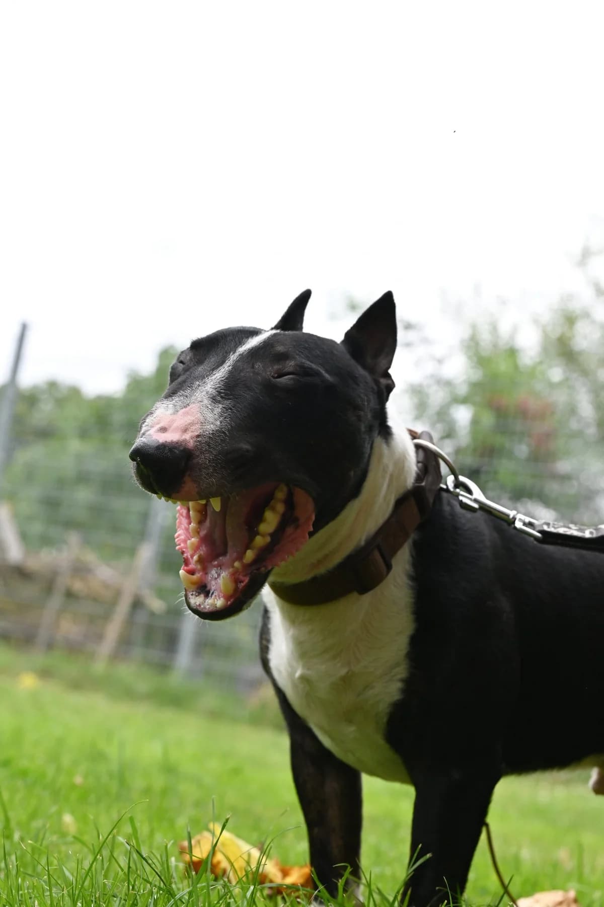 Banana Joe, female Mixed Breed for adoption at Tierschutzverein Minden e.V., Minden