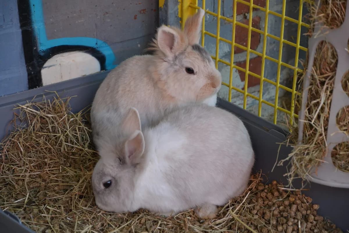 Beanie, Mixed Breed for adoption at Tierschutzverein Minden e.V., Minden