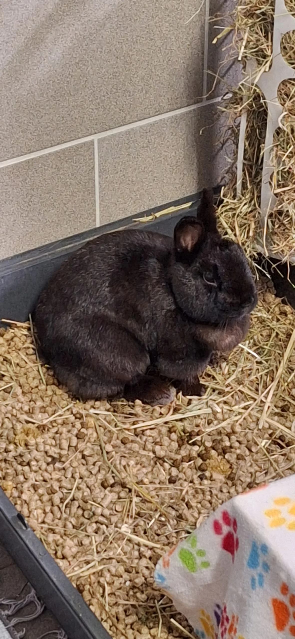 Bella, Mixed Breed for adoption at Tierschutzverein Minden e.V., Minden