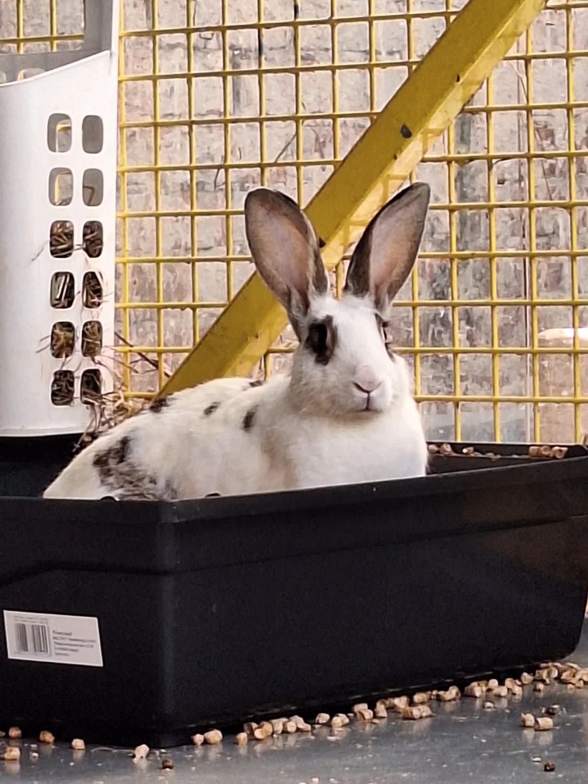 BigMama, Mixed Breed for adoption at Tierschutzverein Minden e.V., Minden