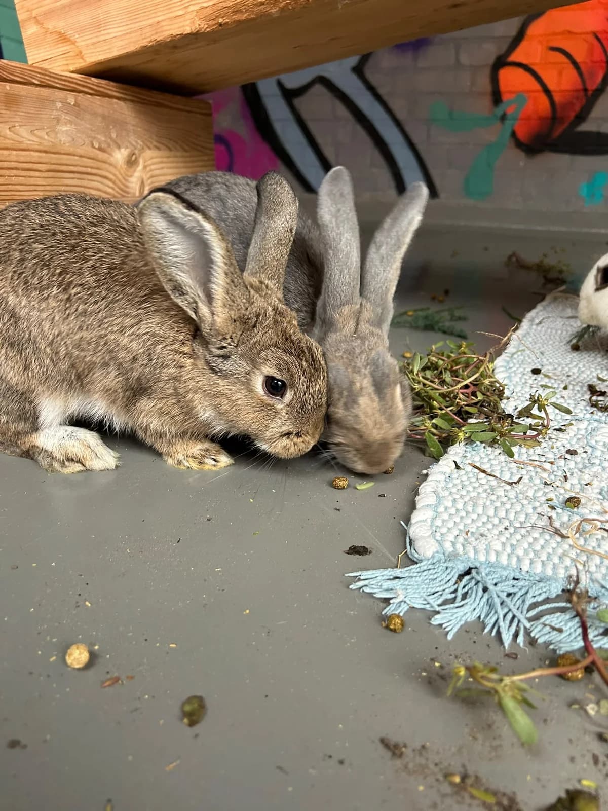 Burkhard, Mixed Breed for adoption at Tierschutzverein Minden e.V., Minden