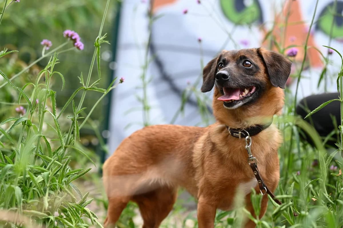 Carmelita, Mixed Breed for adoption at Tierschutzverein Minden e.V., Minden