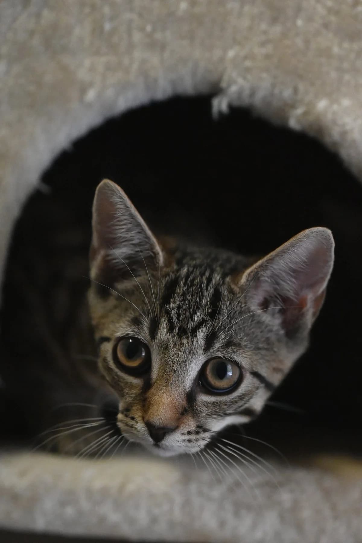 Carmen, Filli, Hanken, male Mixed Breed for adoption at Tierschutzverein Minden e.V., Minden