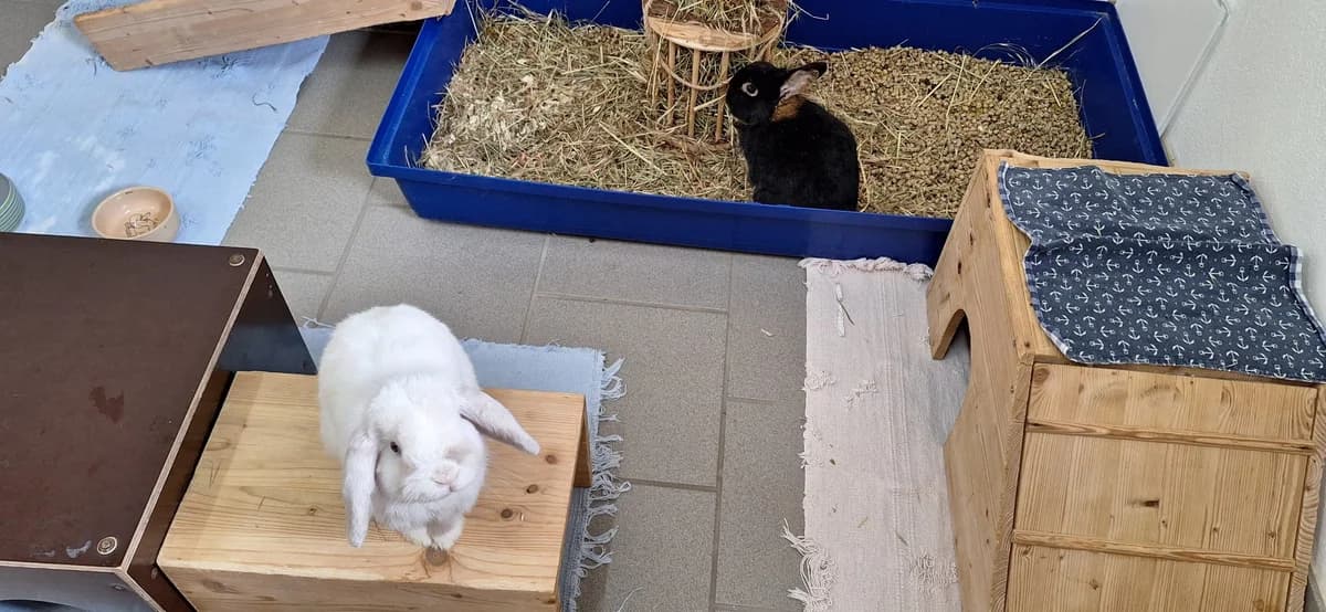 Daisy & Moonpie, Mixed Breed for adoption at Tierschutzverein Minden e.V., Minden