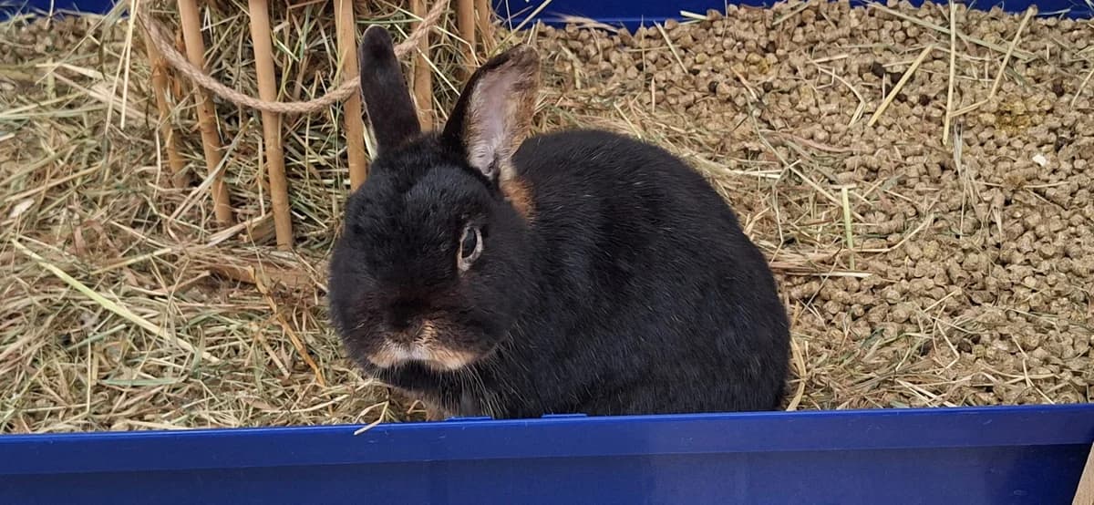 Daisy Schnupfer, Mixed Breed for adoption at Tierschutzverein Minden e.V., Minden
