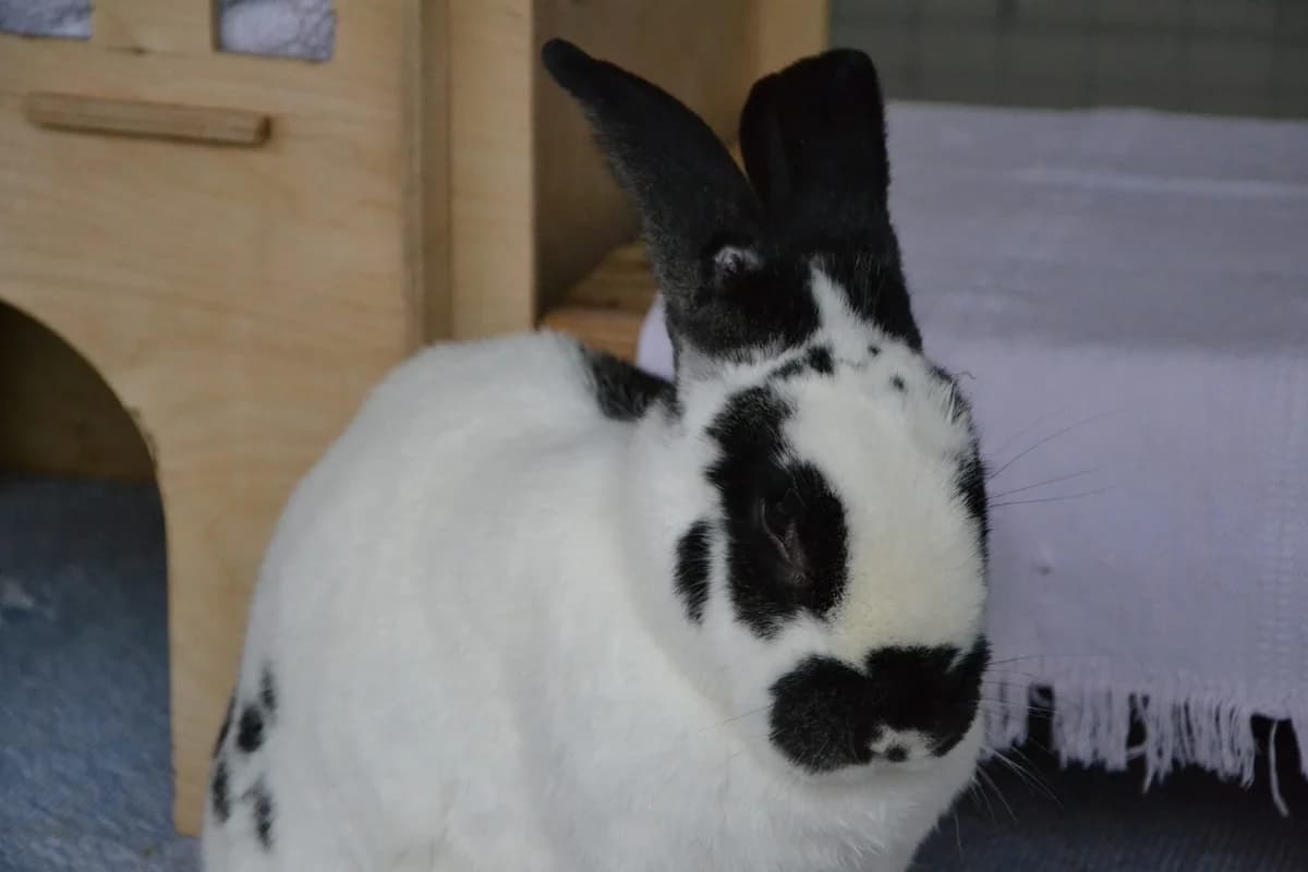 Dobby, senior Mixed Breed for adoption at Tierschutzverein Minden e.V., Minden