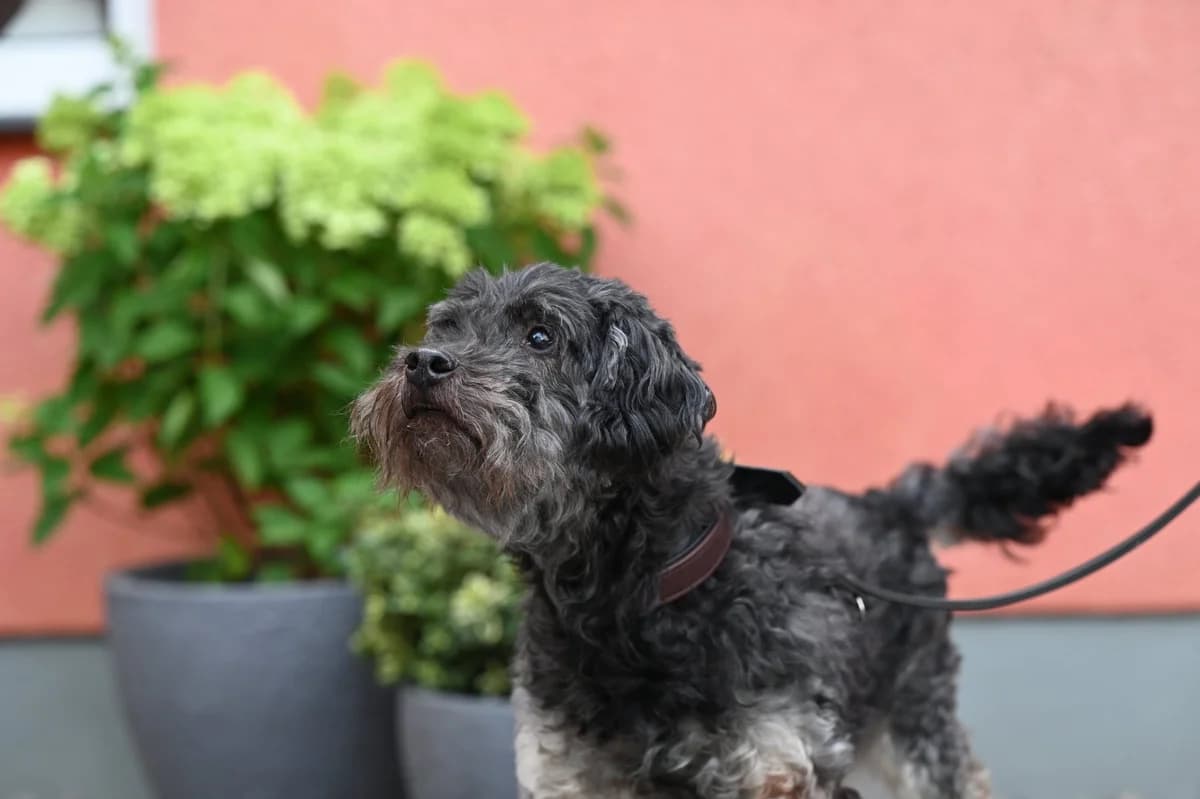 Dumbledore, Mixed Breed for adoption at Tierschutzverein Minden e.V., Minden
