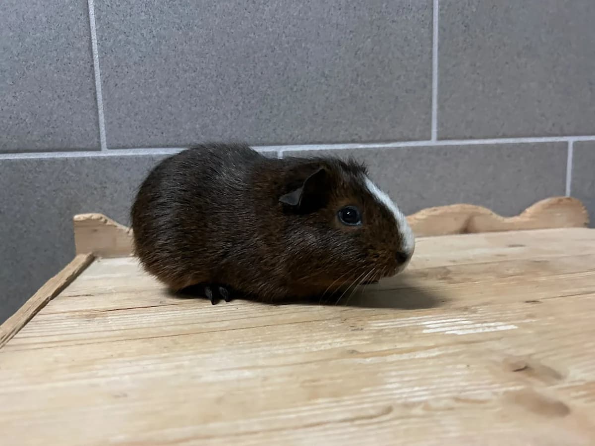 Erdberry, Himberry, Stachelberry, female Mixed Breed for adoption at Tierschutzverein Minden e.V., Minden