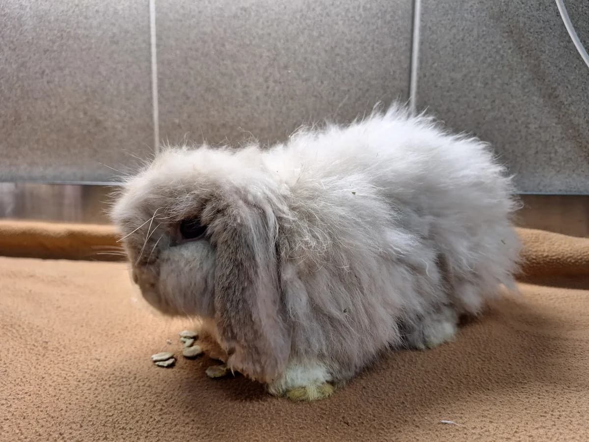 Eul-Erich, male Mixed Breed for adoption at Tierschutzverein Minden e.V., Minden