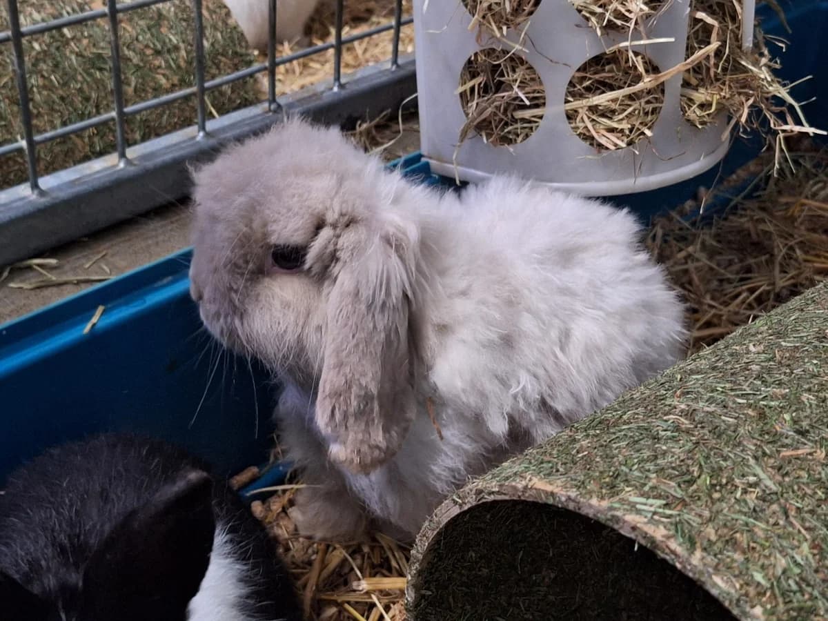 Eul-Erich, male Mixed Breed for adoption at Tierschutzverein Minden e.V., Minden