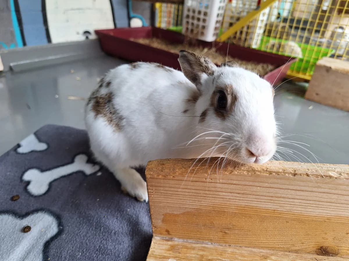 Figaro, Mixed Breed for adoption at Tierschutzverein Minden e.V., Minden