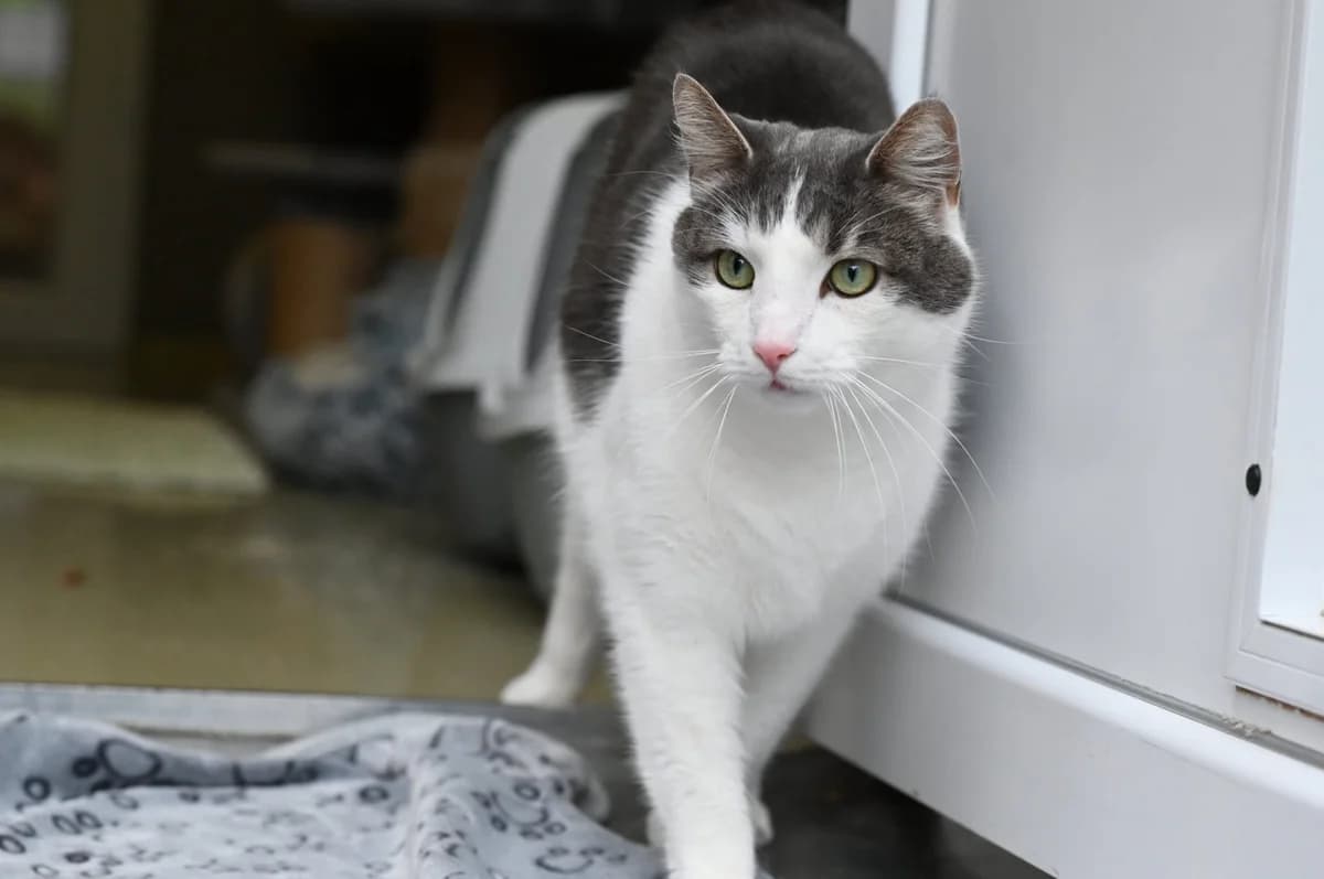 Finn, male Mixed Breed for adoption at Tierschutzverein Minden e.V., Minden