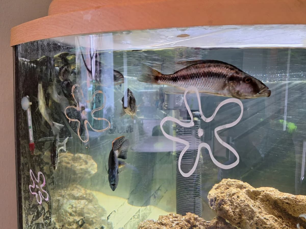 Fische Malawisee Buntbarsche, Mixed Breed for adoption at Tierschutzverein Minden e.V., Minden