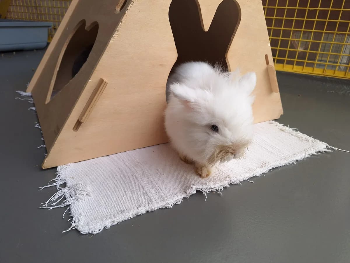 Flokati, Mixed Breed for adoption at Tierschutzverein Minden e.V., Minden