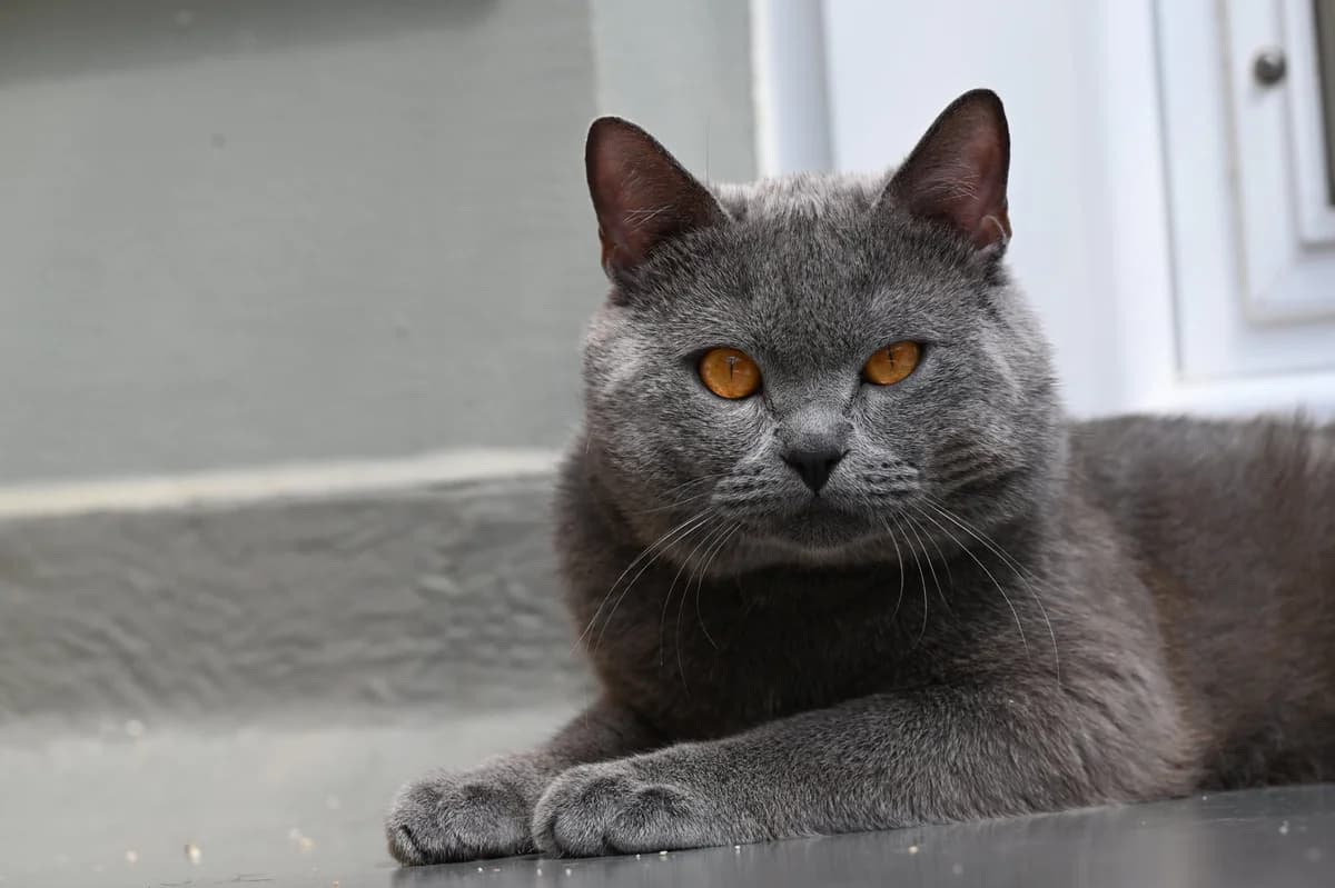 Gentleman, Mixed Breed for adoption at Tierschutzverein Minden e.V., Minden