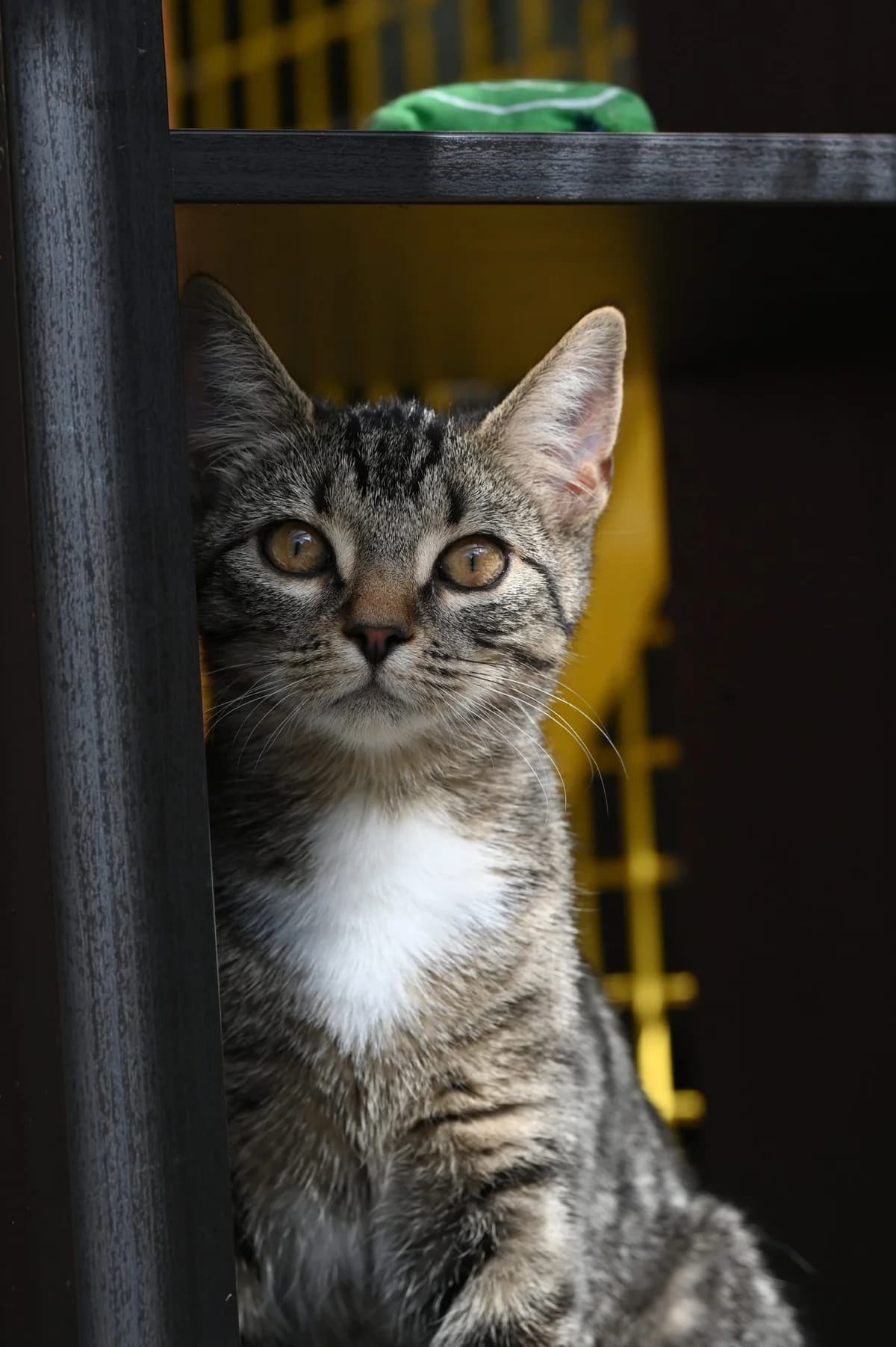 Gerhard & Tante Erna, Mixed Breed for adoption at Tierschutzverein Minden e.V., Minden