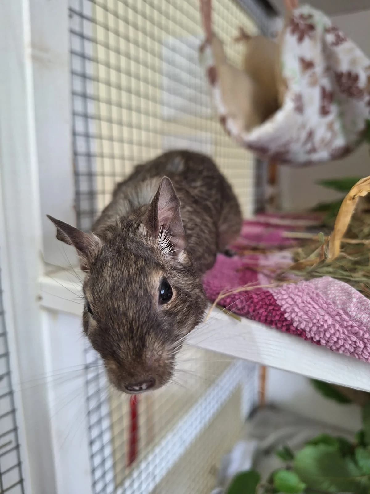 June & July Degu, Mixed Breed for adoption at Tierschutzverein Minden e.V., Minden