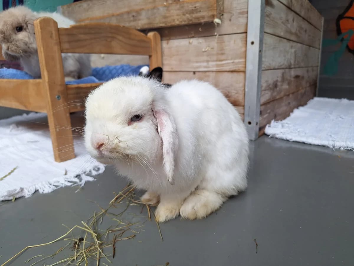 Kallax, Mixed Breed for adoption at Tierschutzverein Minden e.V., Minden