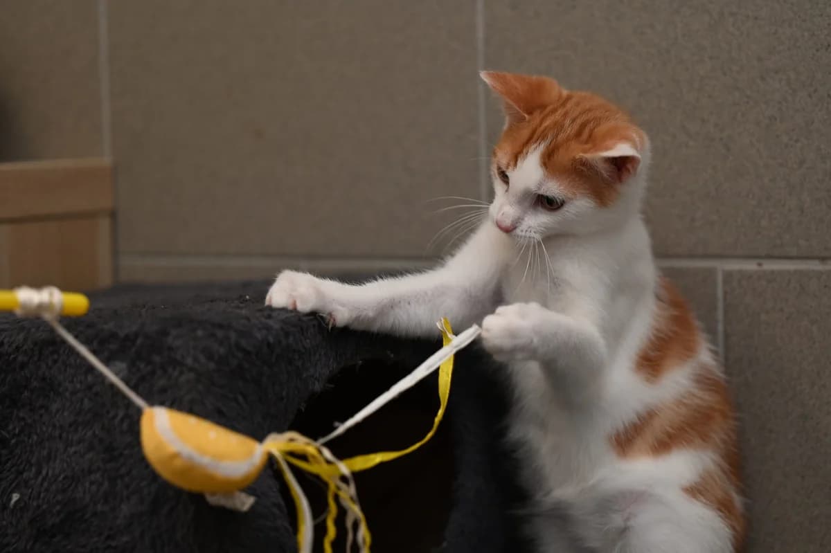 Katerchen Pütt, male Mixed Breed for adoption at Tierschutzverein Minden e.V., Minden