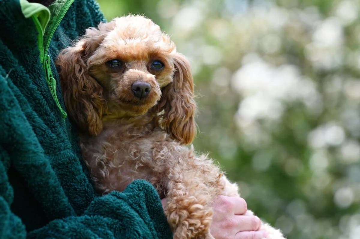 Knöpfchen, Mixed Breed for adoption at Tierschutzverein Minden e.V., Minden