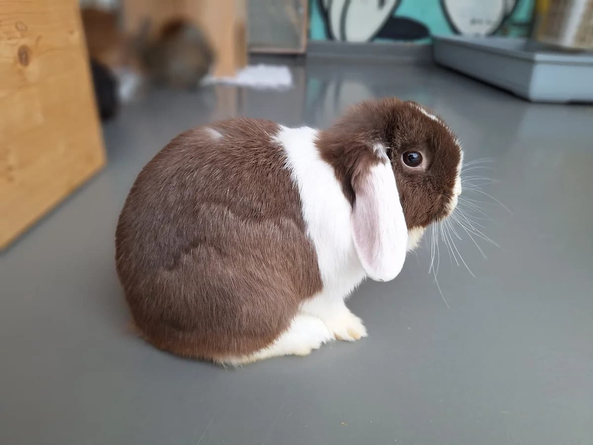 Lavea, Mixed Breed for adoption at Tierschutzverein Minden e.V., Minden