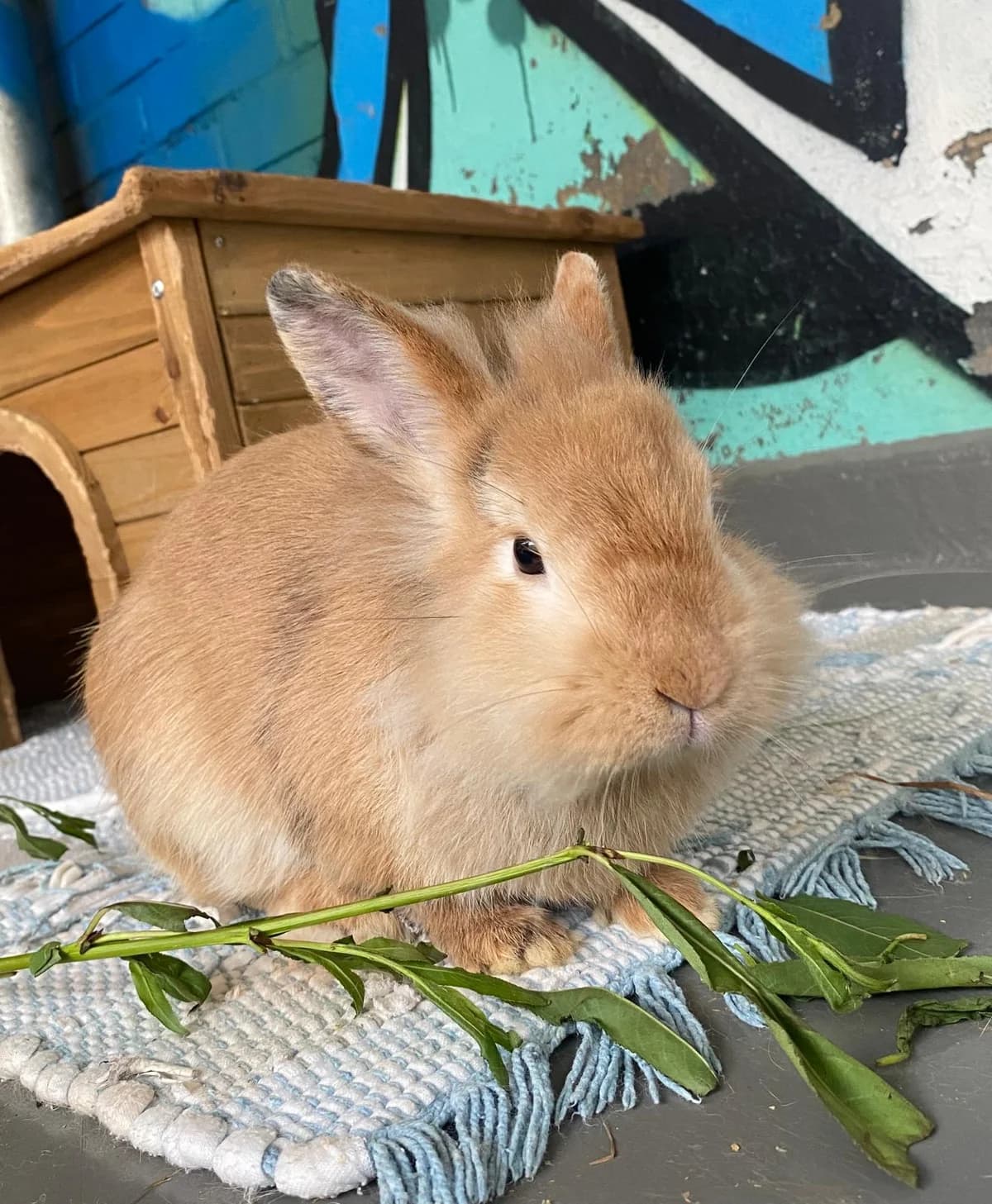 Lohals, Mixed Breed for adoption at Tierschutzverein Minden e.V., Minden